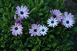 Asti Purple Bicolor African Daisy (Osteospermum 'Asti Purple Bicolor') at Holland Nurseries