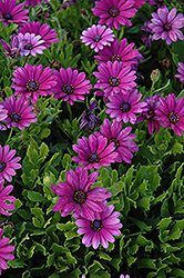 Akila Purple African Daisy (Osteospermum ecklonis 'Akila Purple') at Holland Nurseries