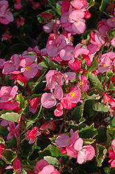 Encore IV Rose Begonia (Begonia 'Encore IV Rose') at Holland Nurseries