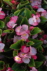Encore IV Pink Begonia (Begonia 'Encore IV Pink') at Holland Nurseries