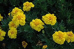 Durango Yellow Marigold (Tagetes patula 'Durango Yellow') at Holland Nurseries