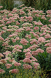 Autumn Joy Stonecrop (Sedum 'Autumn Joy') at Holland Nurseries