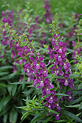 Serenita Purple Angelonia (Angelonia angustifolia 'PAS803822') at Holland Nurseries