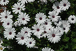 Asti White African Daisy (Osteospermum 'Asti White') at Holland Nurseries