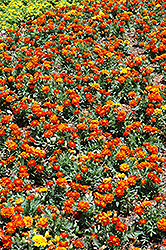Durango Red Marigold (Tagetes patula 'Durango Red') at Holland Nurseries