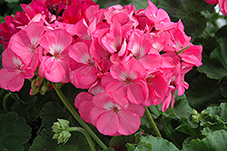 Rocky Mountain Pink Geranium (Pelargonium 'Rocky Mountain Pink') at Holland Nurseries