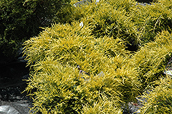 Sea Of Gold Juniper (Juniperus x media 'Sea Of Gold') at Holland Nurseries