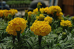 Safari Yellow Marigold (Tagetes patula 'Safari Yellow') at Holland Nurseries