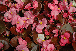 Nightife Rose Begonia (Begonia 'Nightlife Rose') at Holland Nurseries