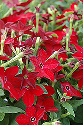 Starmaker Bright Red Flowering Tobacco (Nicotiana 'Starmaker Bright Red') at Holland Nurseries