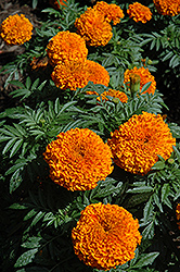 Moonsong Deep Orange Marigold (Tagetes erecta 'Moonsong Deep Orange') at Holland Nurseries