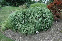 Adagio Maiden Grass (Miscanthus sinensis 'Adagio') at Holland Nurseries