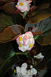 Nightife Blush Begonia (Begonia 'Nightlife Blush') at Holland Nurseries