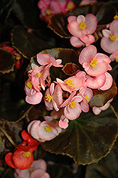 Nightife Pink Begonia (Begonia 'Nightlife Pink') at Holland Nurseries