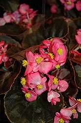 Nightife Deep Rose Begonia (Begonia 'Nightlife Deep Rose') at Holland Nurseries