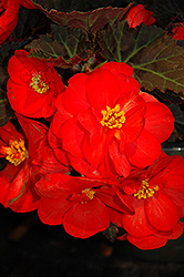 Nonstop Mocca Scarlet Begonia (Begonia 'Nonstop Mocca Scarlet') at Holland Nurseries