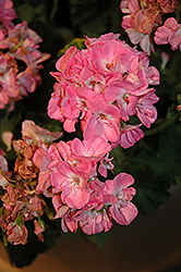 Dynamo Light Pink Geranium (Pelargonium 'Dynamo Light Pink') at Holland Nurseries