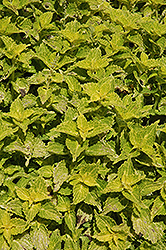 Electric Lime Coleus (Solenostemon scutellarioides 'Electric Lime') at Holland Nurseries