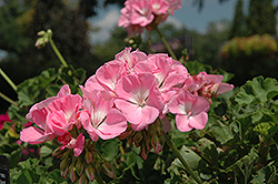 Dynamo Light Pink Geranium (Pelargonium 'Dynamo Light Pink') at Holland Nurseries