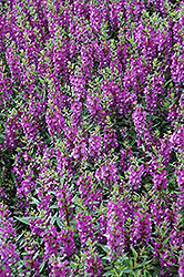 Serenita Purple Angelonia (Angelonia angustifolia 'PAS803822') at Holland Nurseries