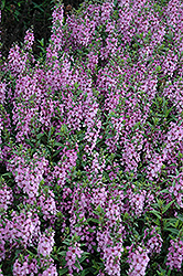 Serenita Lavender Pink Angelonia (Angelonia angustifolia 'Serenita Lavender Pink') at Holland Nurseries
