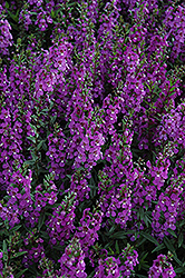 Serena Purple Angelonia (Angelonia angustifolia 'PAS1180781') at Holland Nurseries
