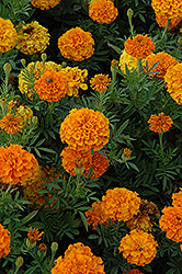 Lady Orange Marigold (Tagetes erecta 'Lady Orange') at Holland Nurseries