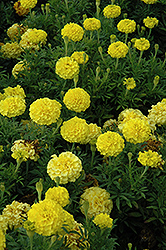 Lady First Marigold (Tagetes erecta 'Lady First') at Holland Nurseries