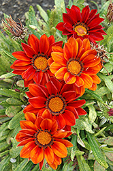 New Day Clear Red Shades (Gazania 'New Day Red Shades') at Holland Nurseries