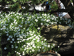 Mountain Sandwort (Arenaria montana) at Holland Nurseries