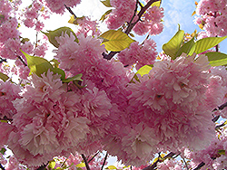 Kwanzan Flowering Cherry (Prunus serrulata 'Kwanzan') at Holland Nurseries