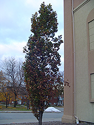 Pyramidal English Oak (Quercus robur 'Fastigiata') at Holland Nurseries