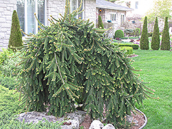 Weeping Norway Spruce (Picea abies 'Pendula') at Holland Nurseries