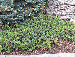 Dwarf Japanese Garden Juniper (Juniperus procumbens 'Nana') at Holland Nurseries