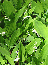 Lily-Of-The-Valley (Convallaria majalis) at Holland Nurseries