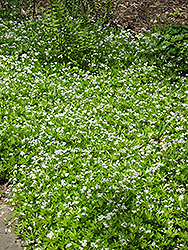 Sweet Woodruff (Galium odoratum) at Holland Nurseries