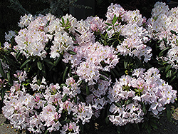 White Catawba Rhododendron (Rhododendron catawbiense 'Album') at Holland Nurseries