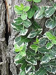 Emerald Gaiety Wintercreeper (Euonymus fortunei 'Emerald Gaiety') at Holland Nurseries