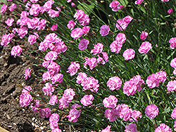 Tiny Rubies Dwarf Mat Pinks (Dianthus gratianopolitanus 'Tiny Rubies') at Holland Nurseries