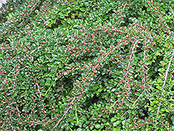 Ground Cotoneaster (Cotoneaster horizontalis) at Holland Nurseries
