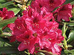 Nova Zembla Rhododendron (Rhododendron 'Nova Zembla') at Holland Nurseries