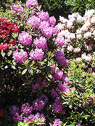 Boursault Rhododendron (Rhododendron catawbiense 'Boursault') at Holland Nurseries