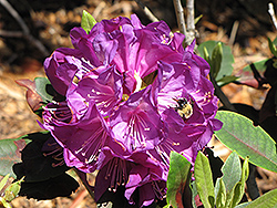 Purple Passion Rhododendron (Rhododendron 'Purple Passion') at Holland Nurseries