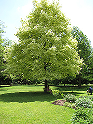 Harlequin Norway Maple (Acer platanoides 'Drummondii') at Holland Nurseries