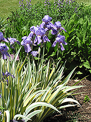 Golden Variegated Sweet Iris (Iris pallida 'Aureovariegata') at Holland Nurseries