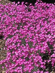 Firewitch Pinks (Dianthus gratianopolitanus 'Firewitch') at Holland Nurseries