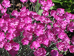 Firewitch Pinks (Dianthus gratianopolitanus 'Firewitch') at Holland Nurseries