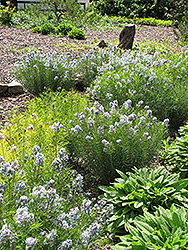 Narrow-Leaf Blue Star (Amsonia hubrichtii) at Holland Nurseries