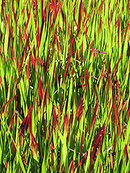 Red Baron Japanese Blood Grass (Imperata cylindrica 'Red Baron') at Holland Nurseries