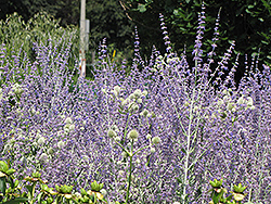 Little Spire Russian Sage (Perovskia 'Little Spire') at Holland Nurseries